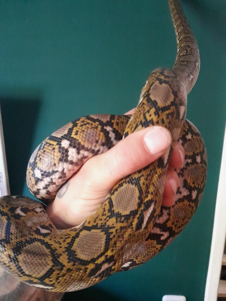 0.1 mainland retic sumatra het.mocha Reticulated Python - female for sale from Twan