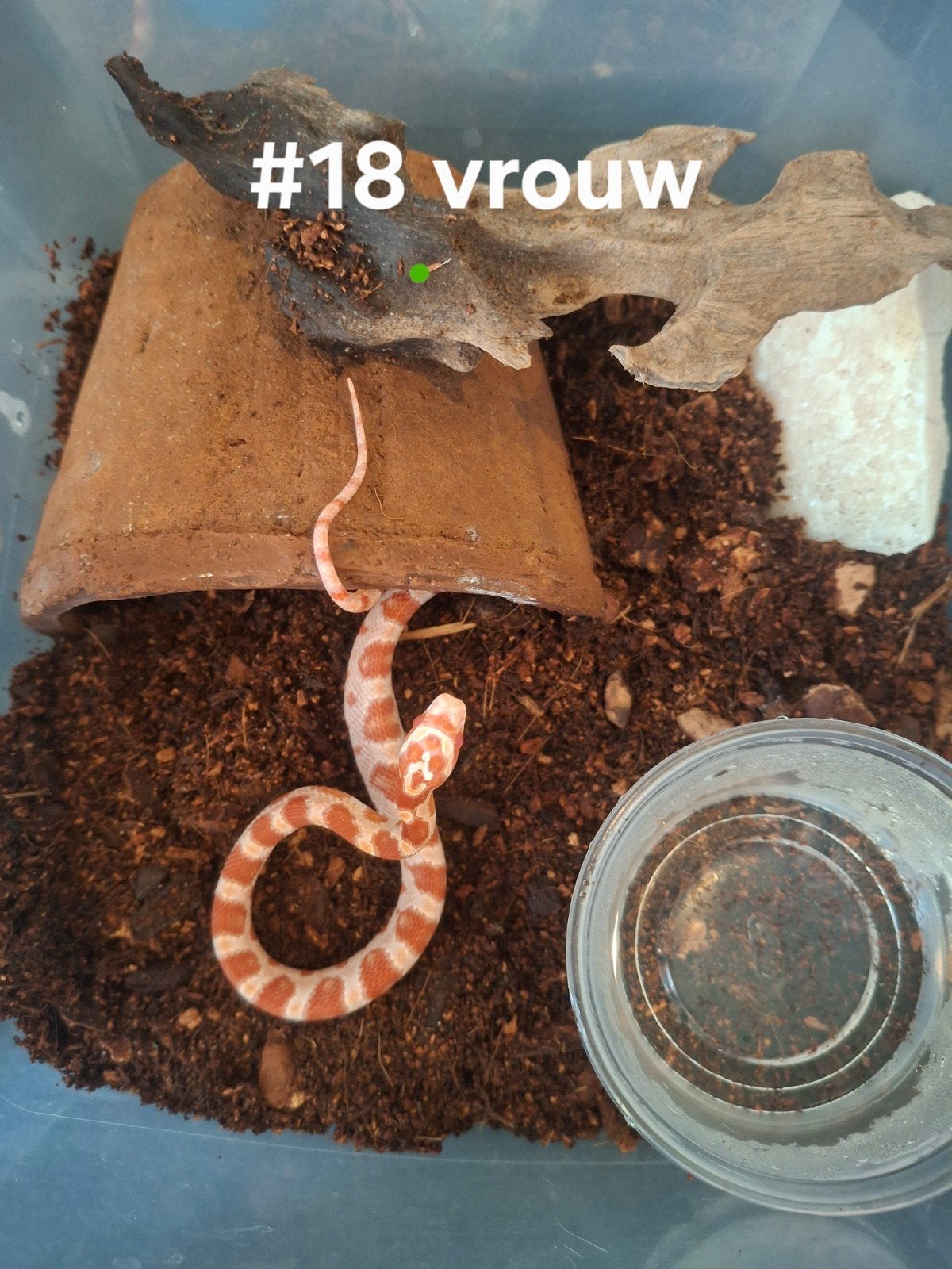 rattenslang nakweek 2026 Pantherophis guttatus Corn Snake photo 15