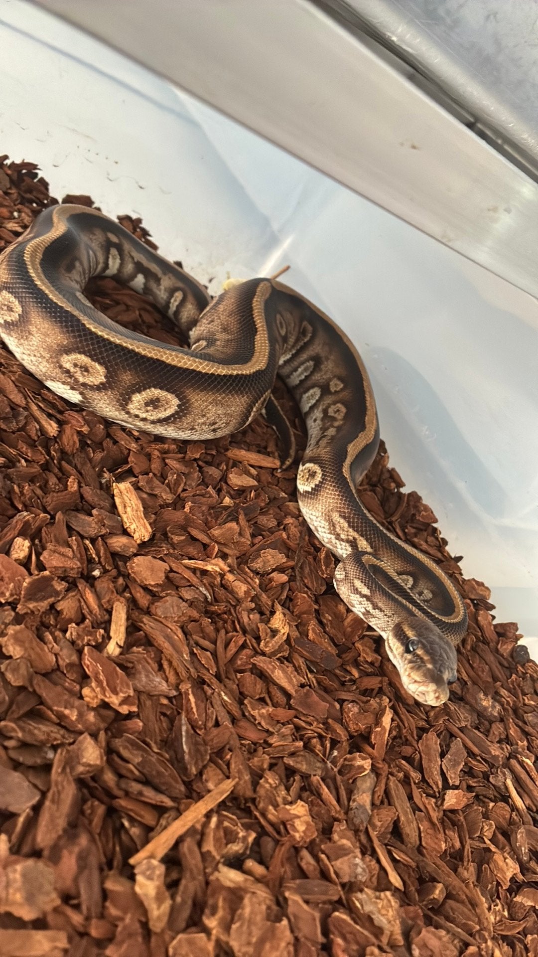 Ball Python regius