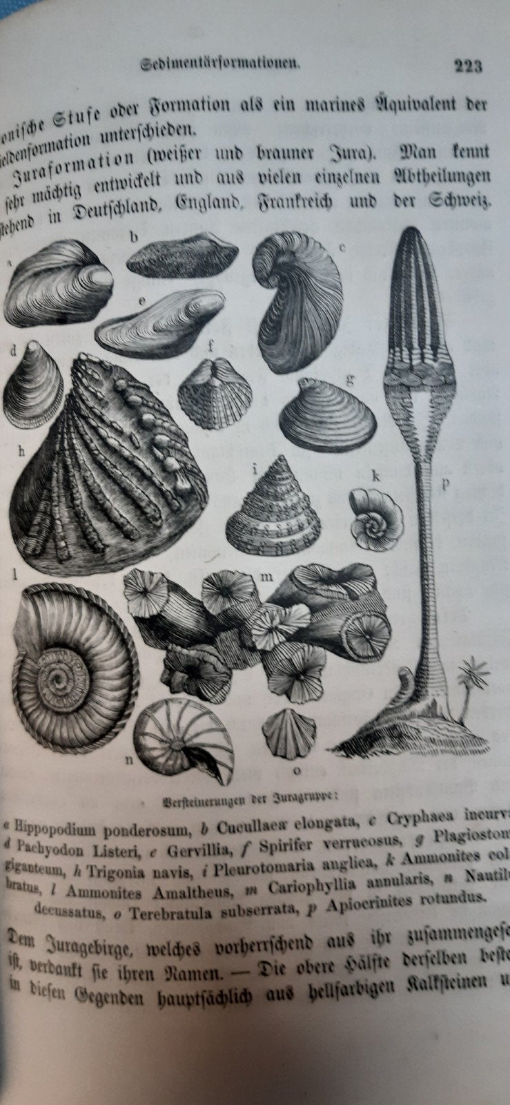 GEOLOGISCHE BILDER Bernhard Cotta (1876) met veel gravures, Ophalen of Verzenden, Gelezen, Bernhard Cotta
