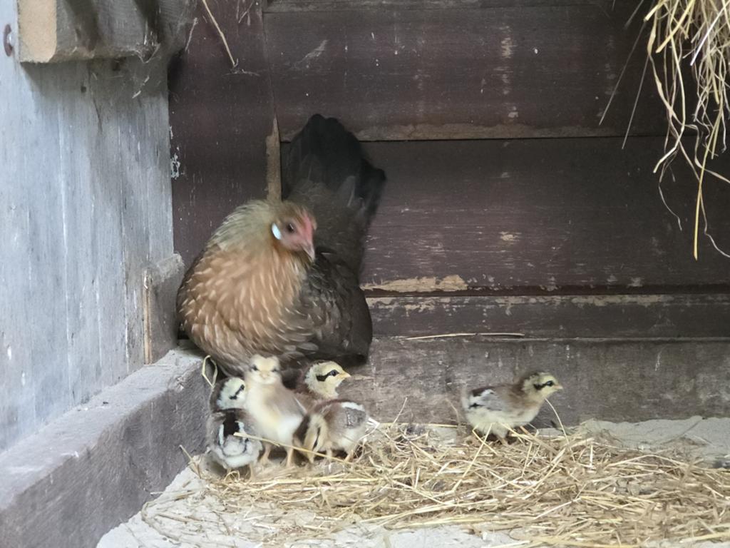 Kloek met 5 kuikens, Meerdere dieren, Kip