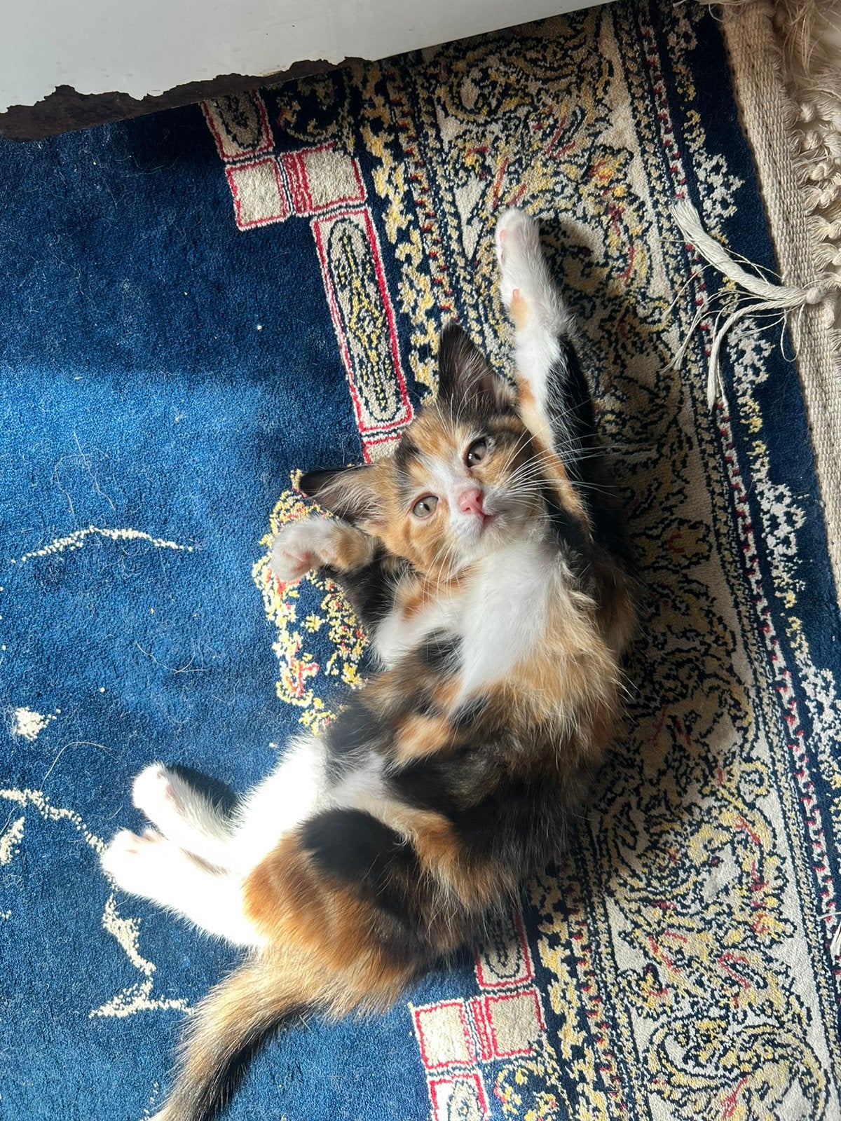 Kittens, Meerdere dieren