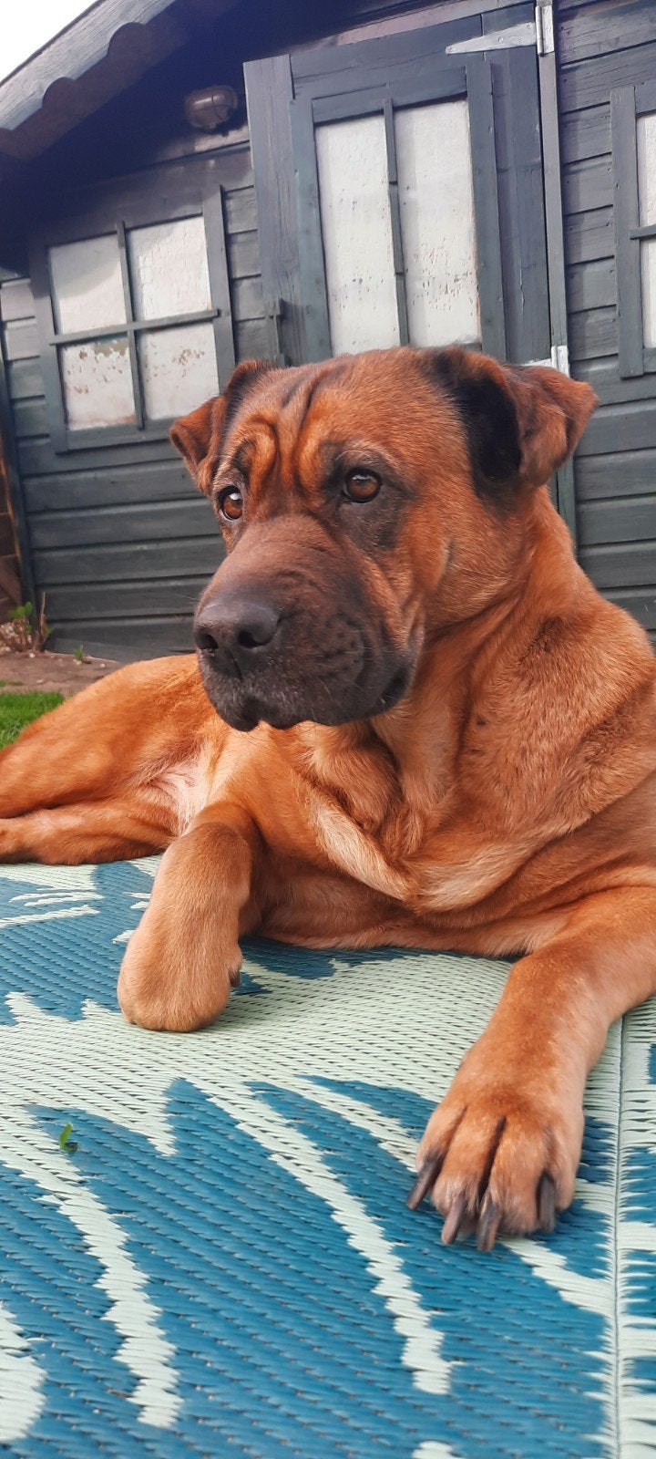 Honden oppas gezocht,, Diensten en Vakmensen, Dieren | Honden | Verzorging, Oppas en Les