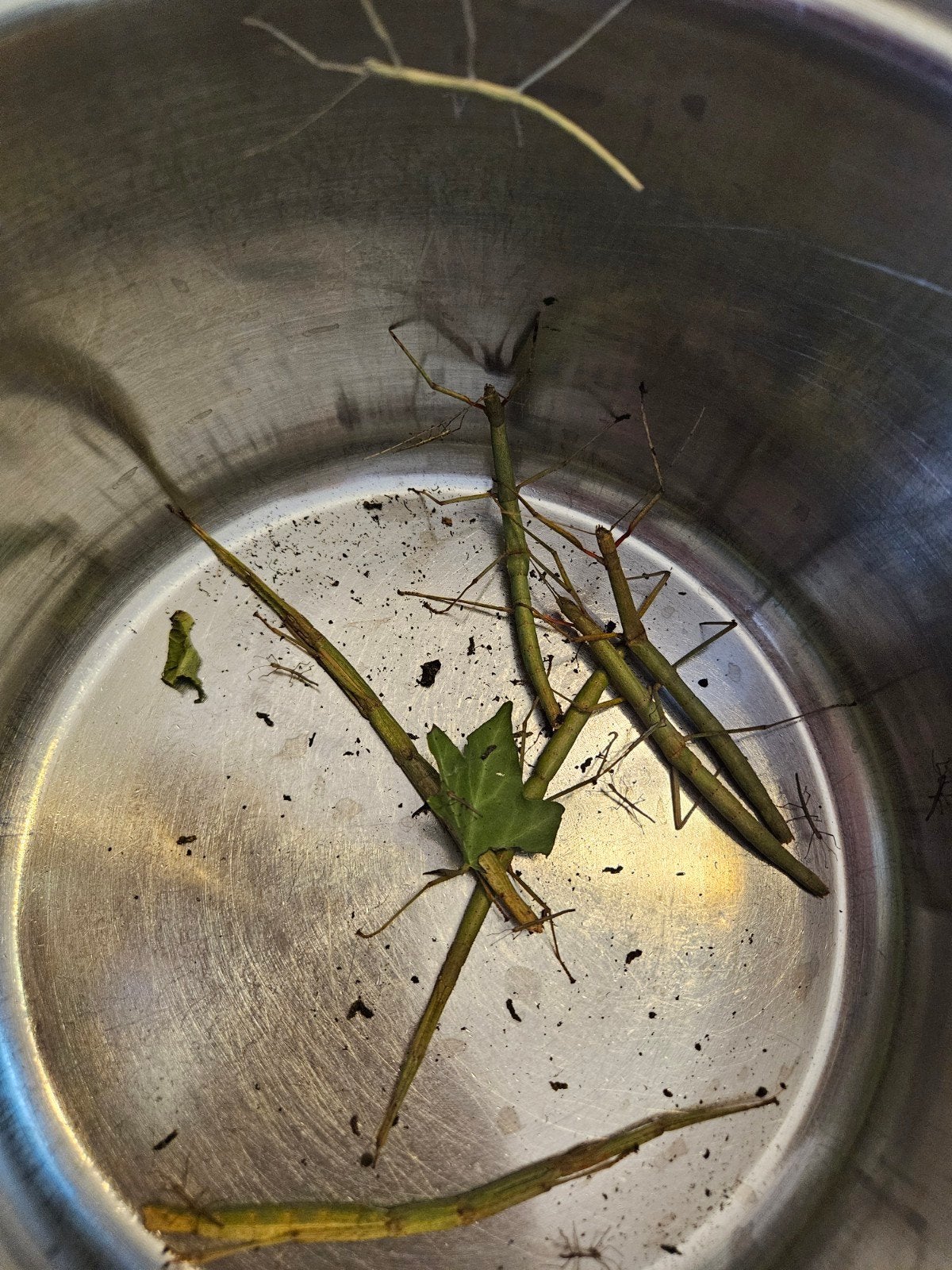 baby wandelende takken, Dieren en Toebehoren, Wandelende tak