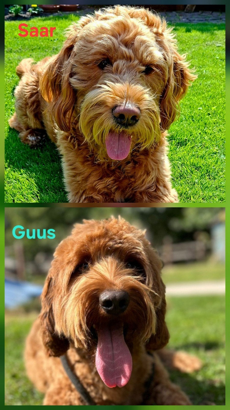 Saar en Guus zijn op date geweest!, Overige rassen, Meerdere dieren, Eén hond, 3 tot 5 jaar