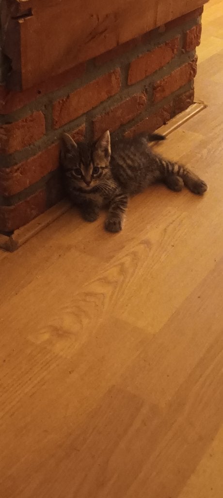 Te koop zeer mooie kitens, Dieren en Toebehoren, Katten en Kittens | Overige Katten, Poes, 0 tot 2 jaar