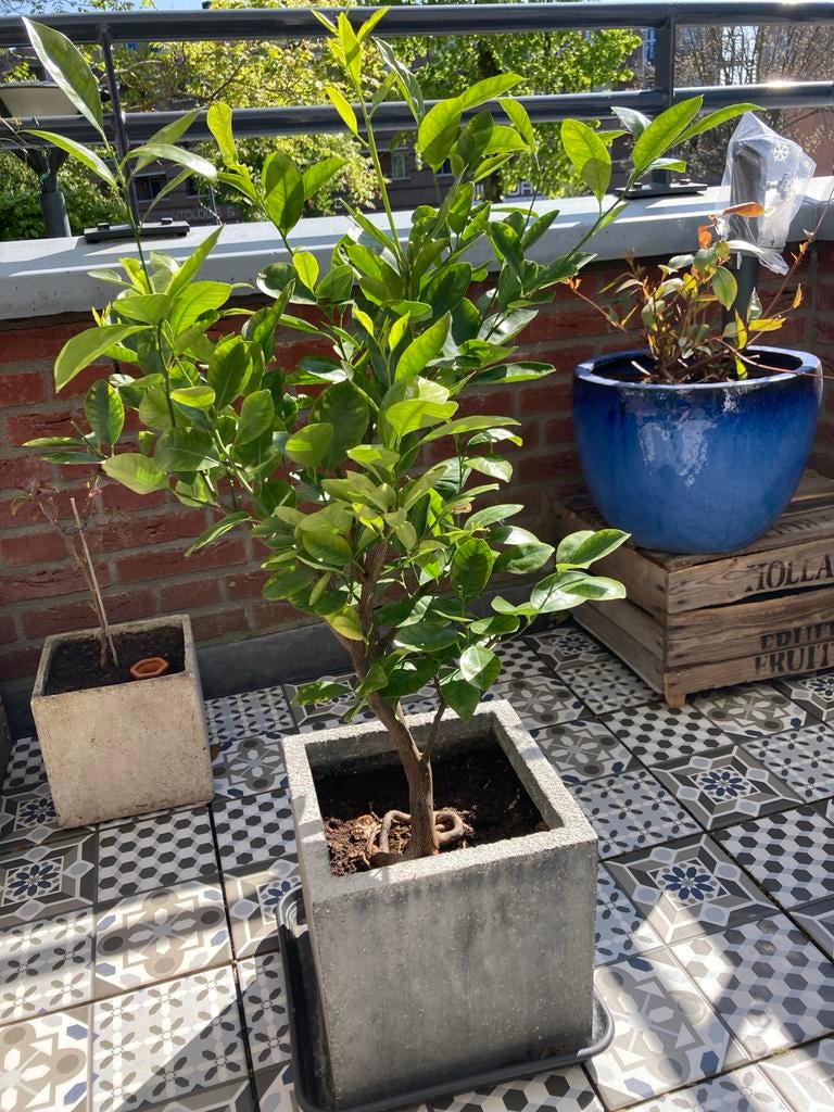 Sinaasappelboompje in pot, Bloeit niet, Overige soorten, Ophalen, Volle zon