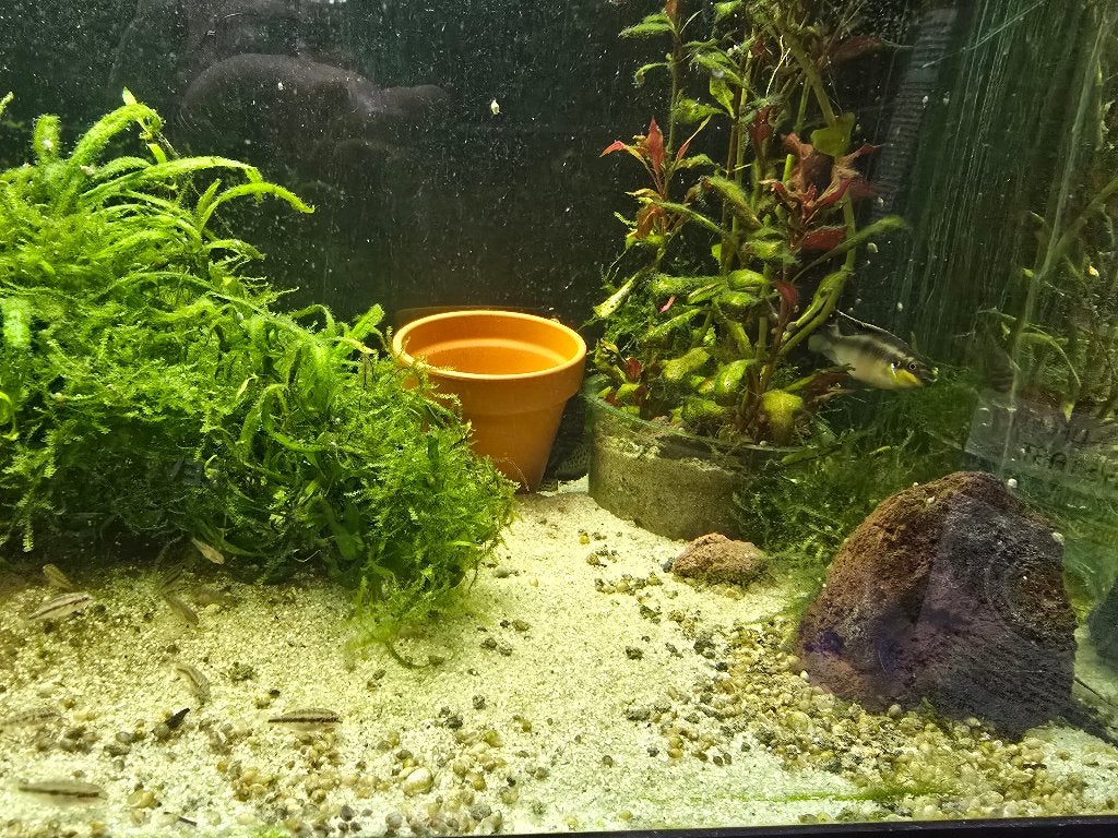 Pelvicachromis pulcher – Kersenbuik Cichlide, Overige typen, Zoetwatervis