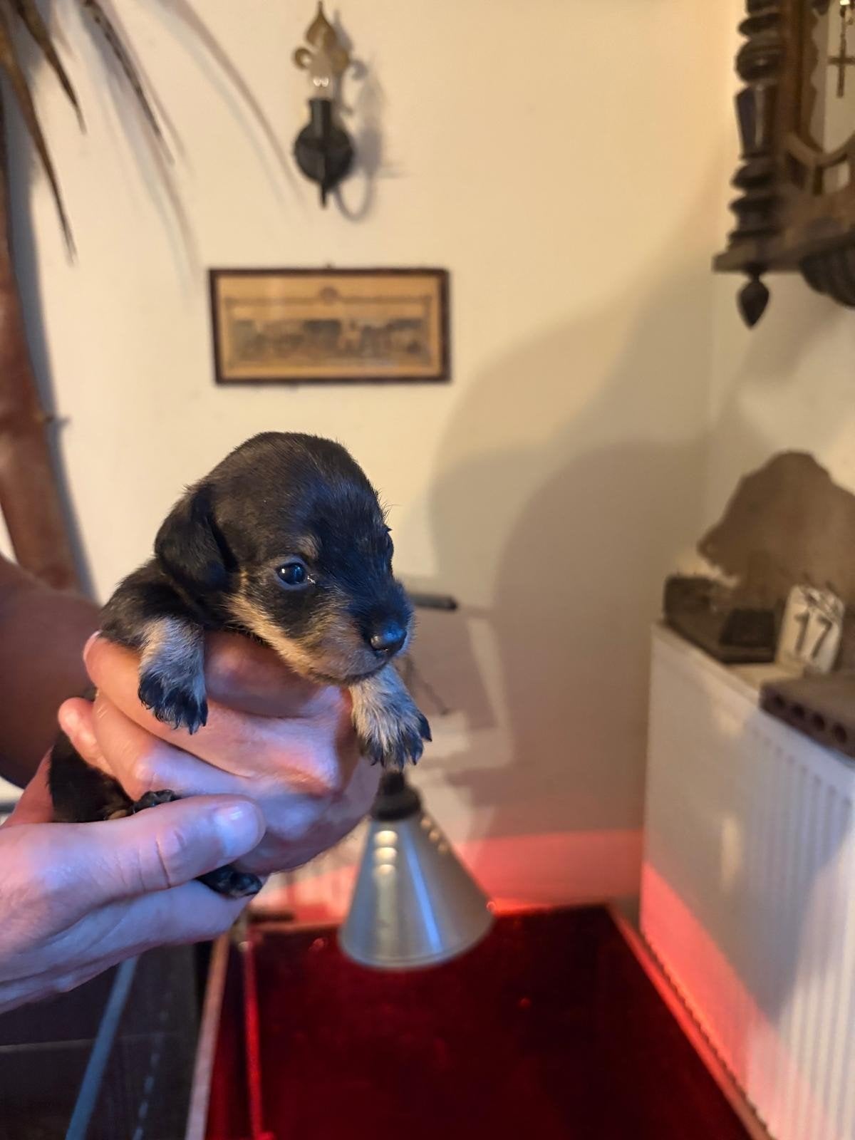 standaard ruwhaarteckel wildkleur, 8 tot 15 weken, Teef, Parvo, Eén hond