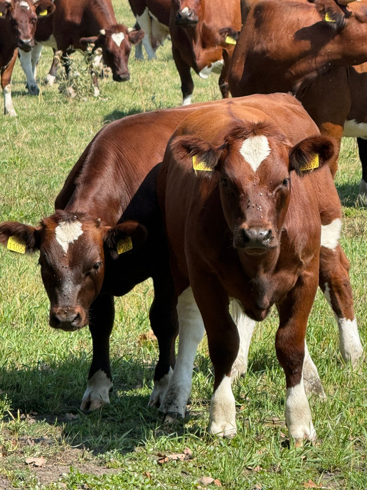 Stiertjes van mei 2026, Brandrode Runderen, 100%BRR stamboek, Dieren en Toebehoren, Meerdere dieren