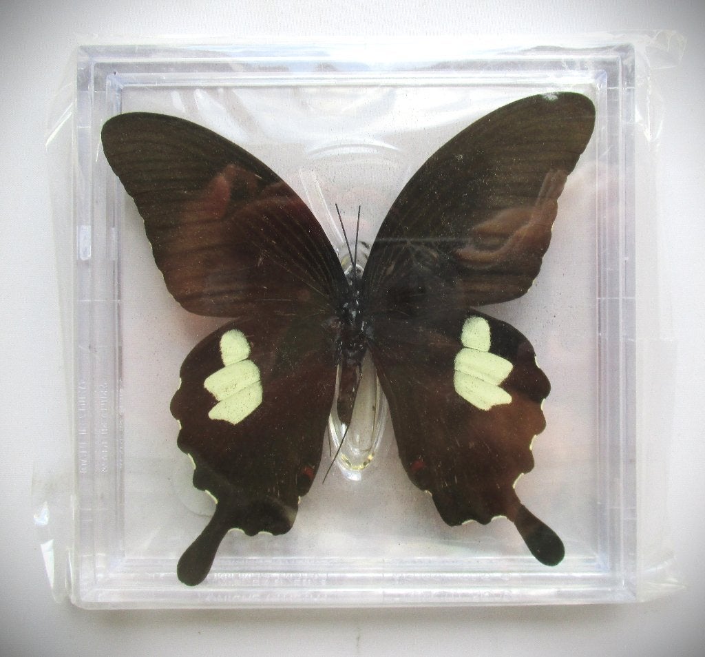 Vlinder Rode Helen~Papilio Helenus~Geprepareerde, Ophalen of Verzenden, Nieuw, Insect, Opgezet dier