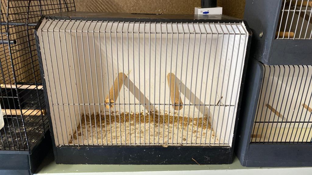 Grote tt kooi, Dieren en Toebehoren, Vogels | Hokken en Kooien, Ophalen, Zo goed als nieuw, Hout, Vogelkooi