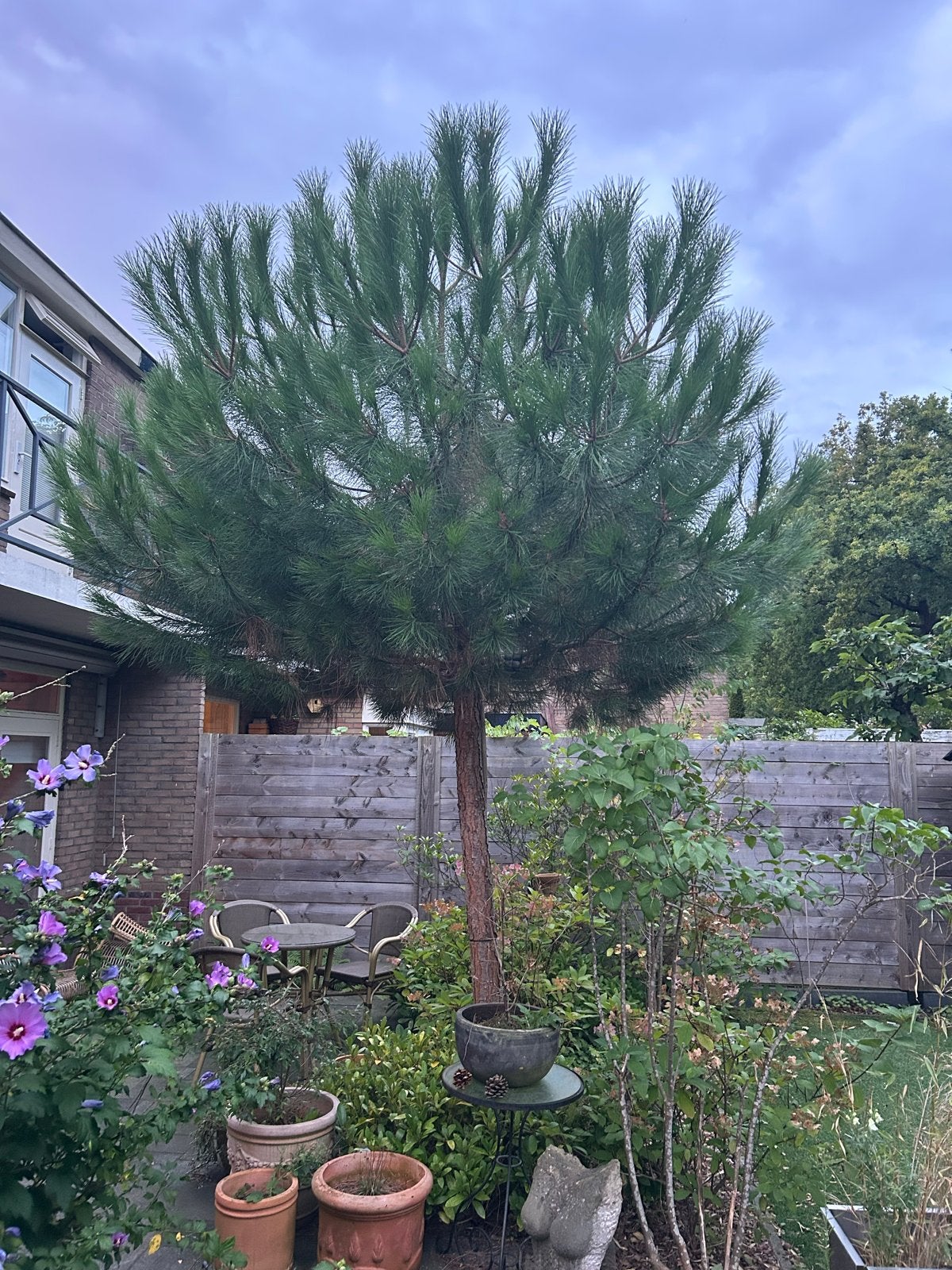 2 Pinus Pinea (Parasolden) van 4 meter hoog, Volle zon, Bloeit niet, 400 cm of meer, Overige soorten
