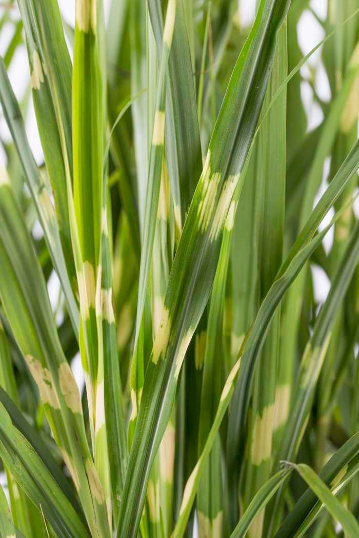 Miscanthus sinensis ‘Strictus’ in 17 cm pot., Tuin en Terras, Planten | Tuinplanten, Ophalen, Volle zon, Vaste plant, Siergrassen