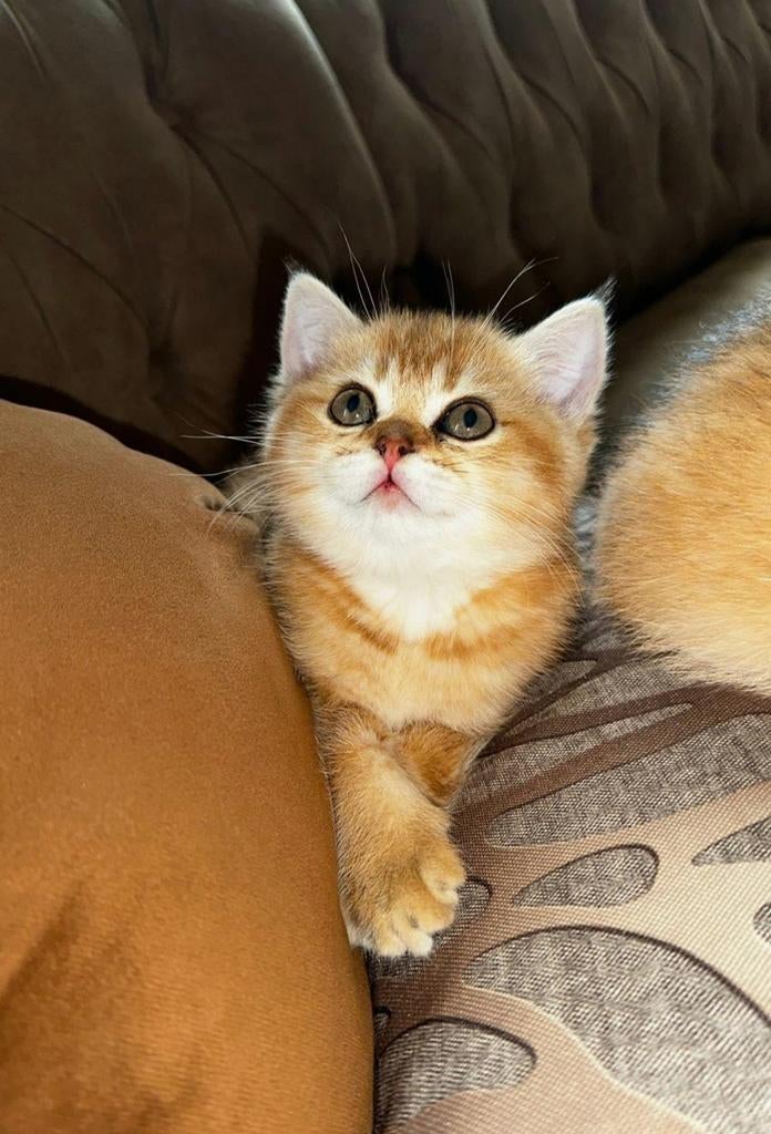 Britse korthaar kitten black golden shadet, Poes