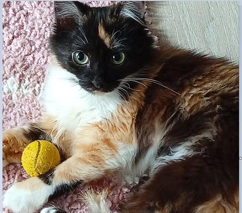 Kleine prinses  Маrgоt zoekt haar allerliefste thuis., Poes, Langharig, 0 tot 2 jaar