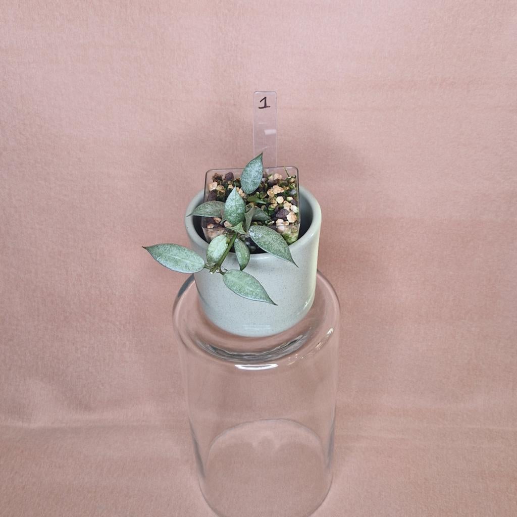 Hoya Lacunosa White Pearl 1, Verzenden, Overige soorten, Halfschaduw, Minder dan 100 cm