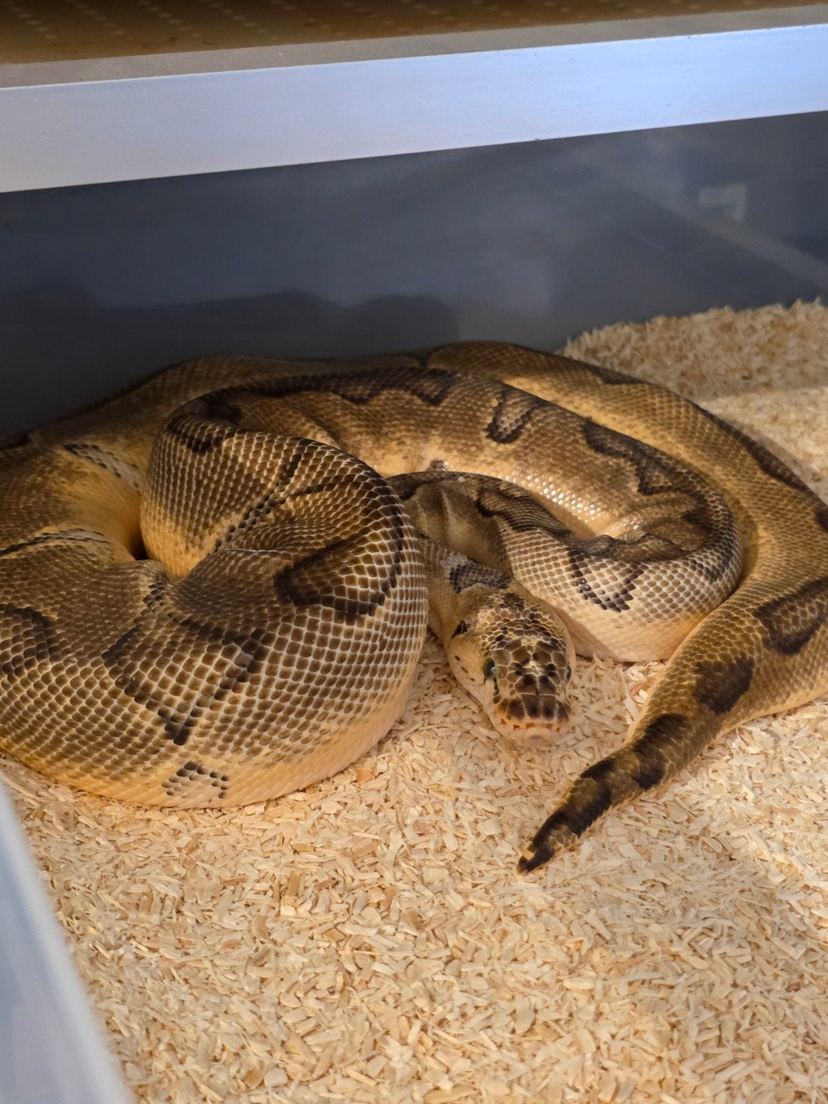 Ballpython- python regius- koningspython Ball Python - female for sale from MiSa
