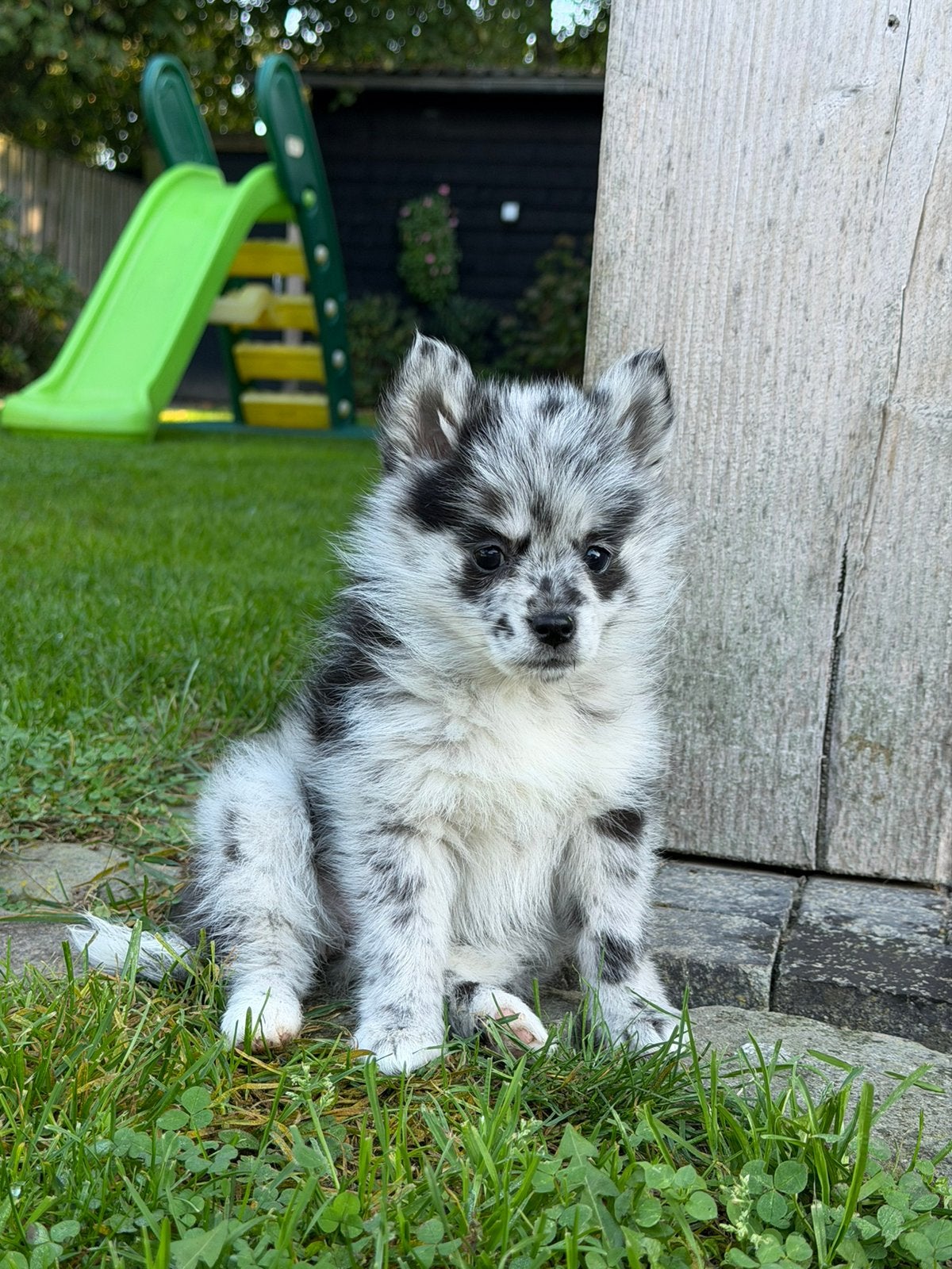 Hele mooie Pomeriaan x Pomsky pups!, Overige rassen, 8 tot 15 weken, CDV (hondenziekte), Meerdere dieren