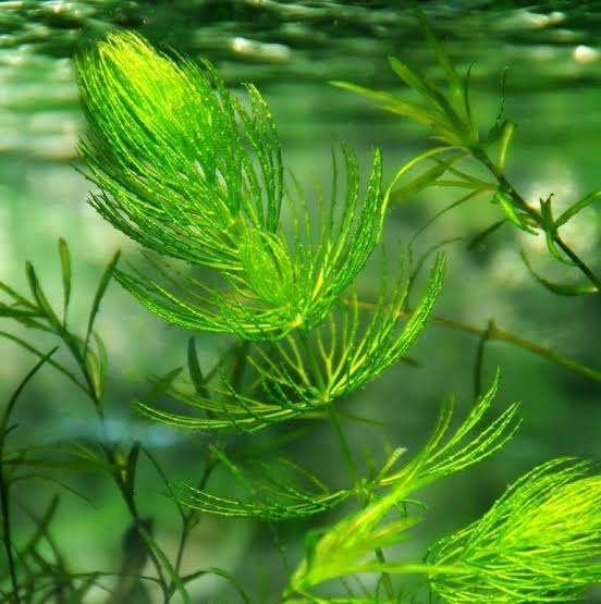 Hoornblad tropische aquariumplant kan ook in de vijver, Dieren en Toebehoren, Overige typen, Zoetwatervis