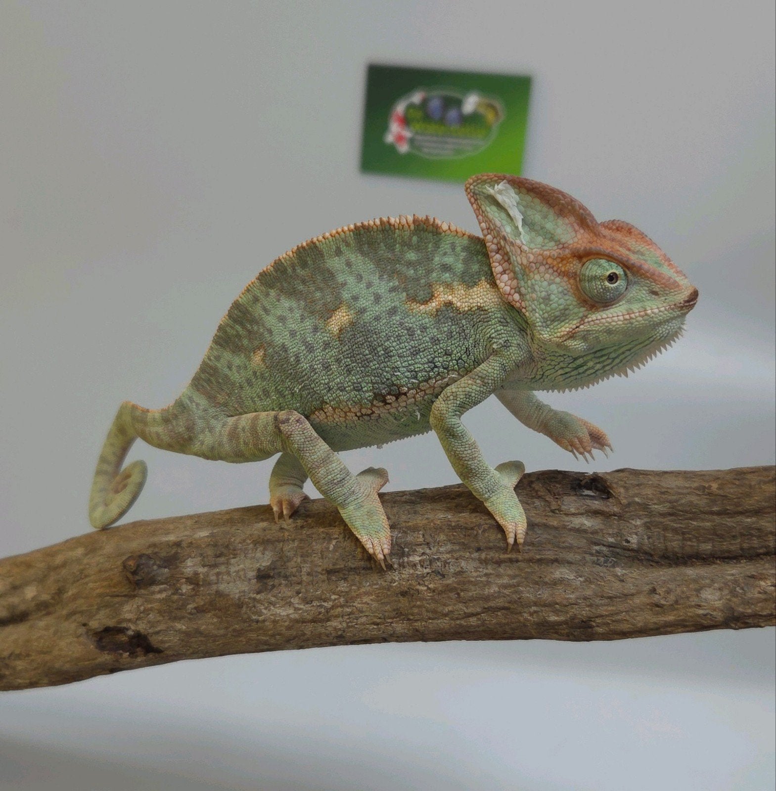 Jemen Kameleon Chameleon - female for sale from De Waterlelie BV