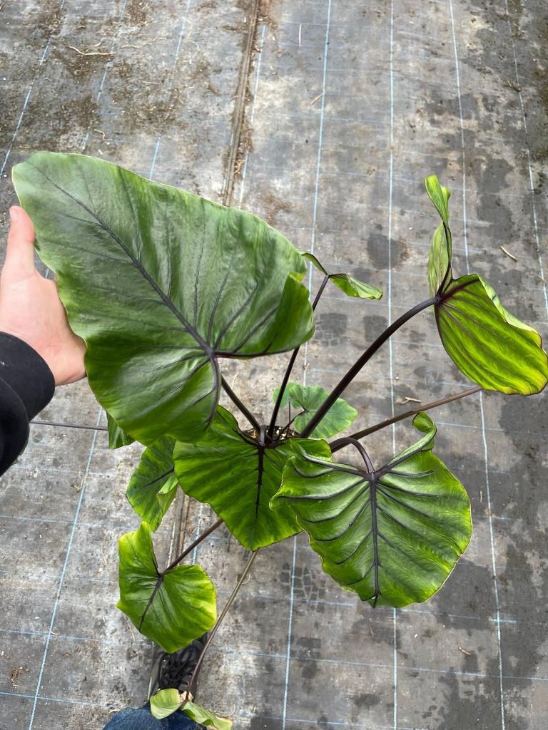 Colocasia Pharao Mask, Tuin en Terras, Planten | Tuinplanten, Volle zon, Vaste plant, Zomer, Ophalen