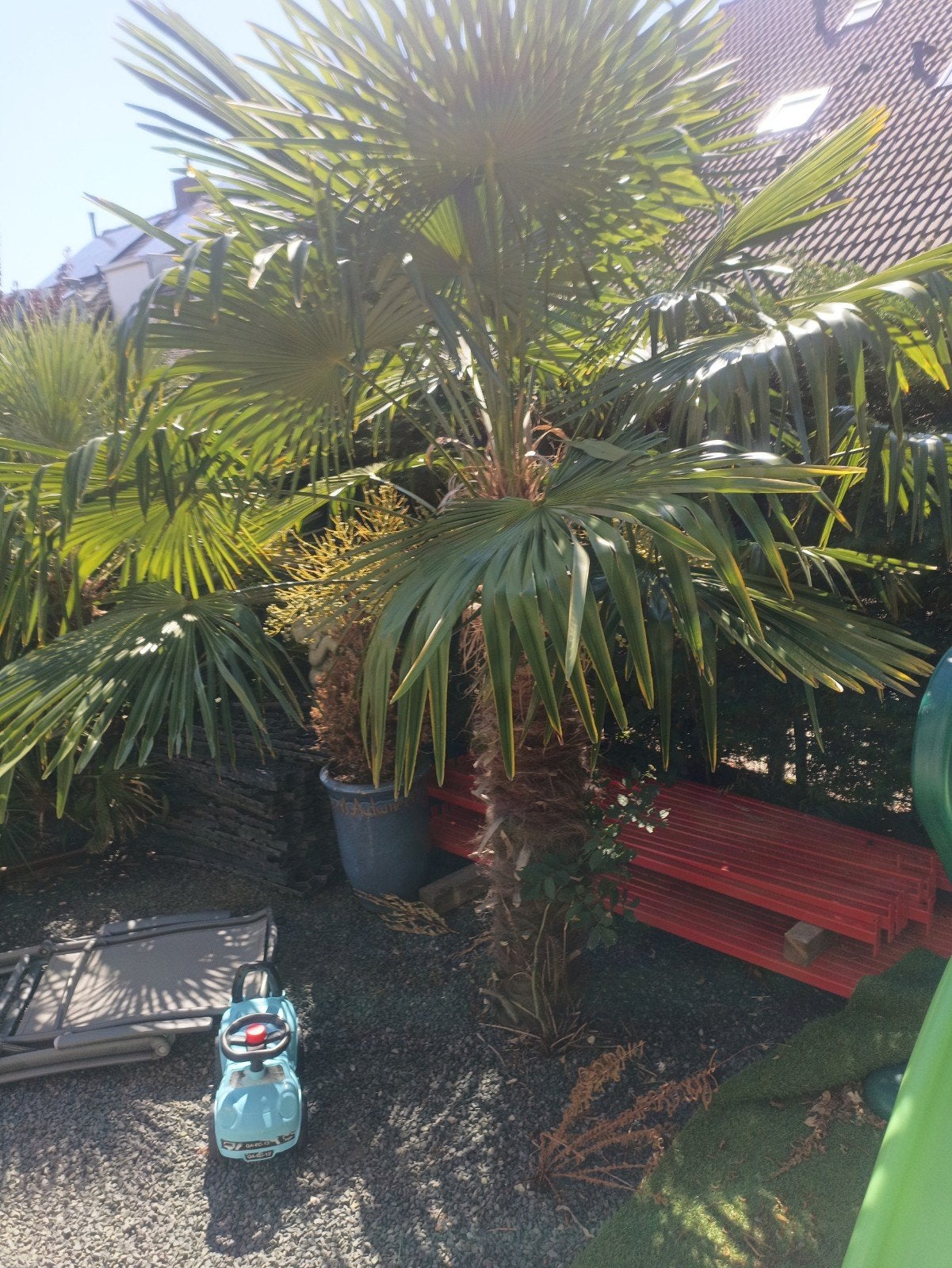 Grote Trachycarpus Fortunei Palmboom - Winterhard, Tuin en Terras, Planten | Tuinplanten, Ophalen, Overige soorten, Volle zon