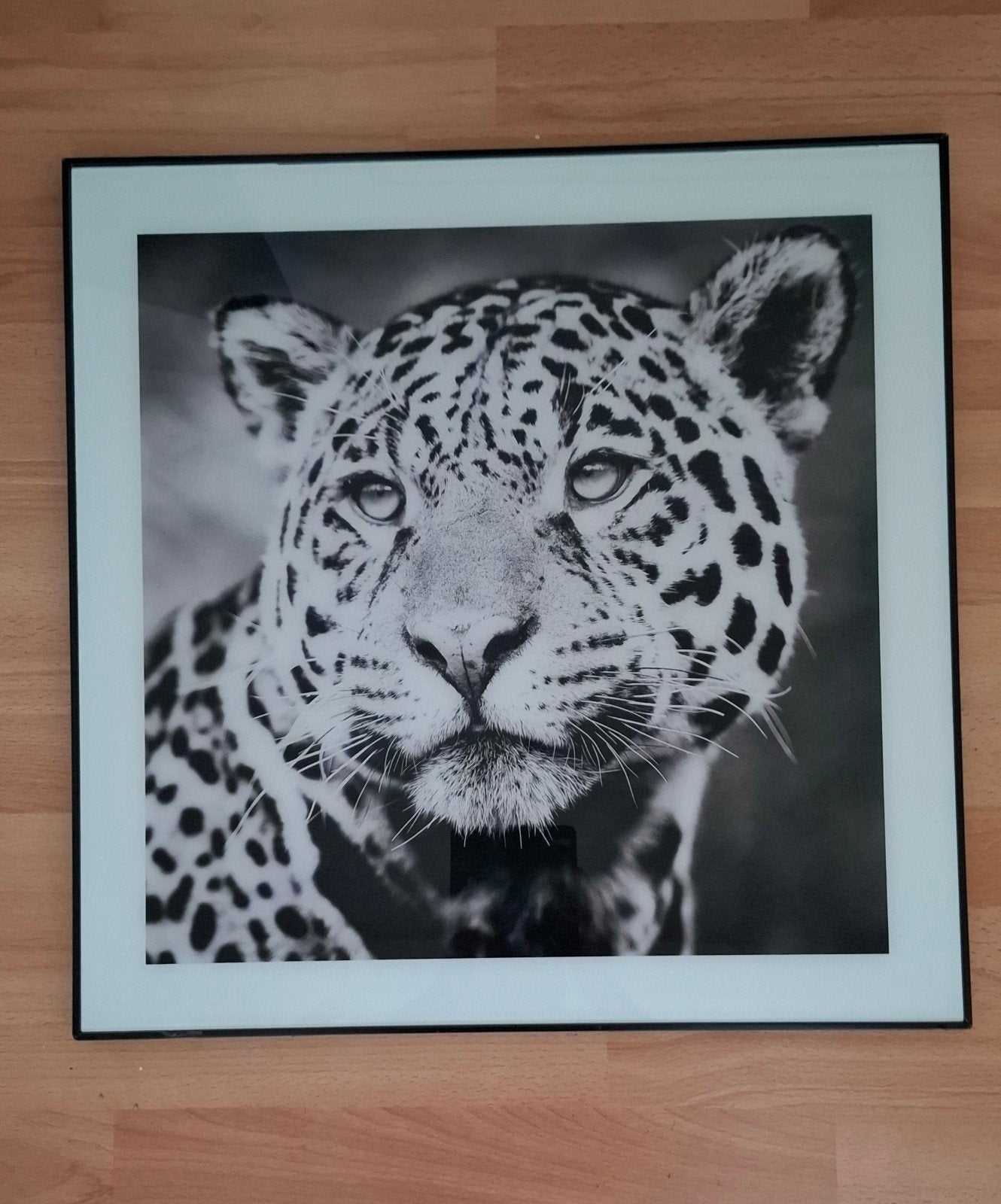 Jaguar en zebra schilderij, Ophalen, 50 tot 75 cm, Schilderij, 50 tot 75 cm