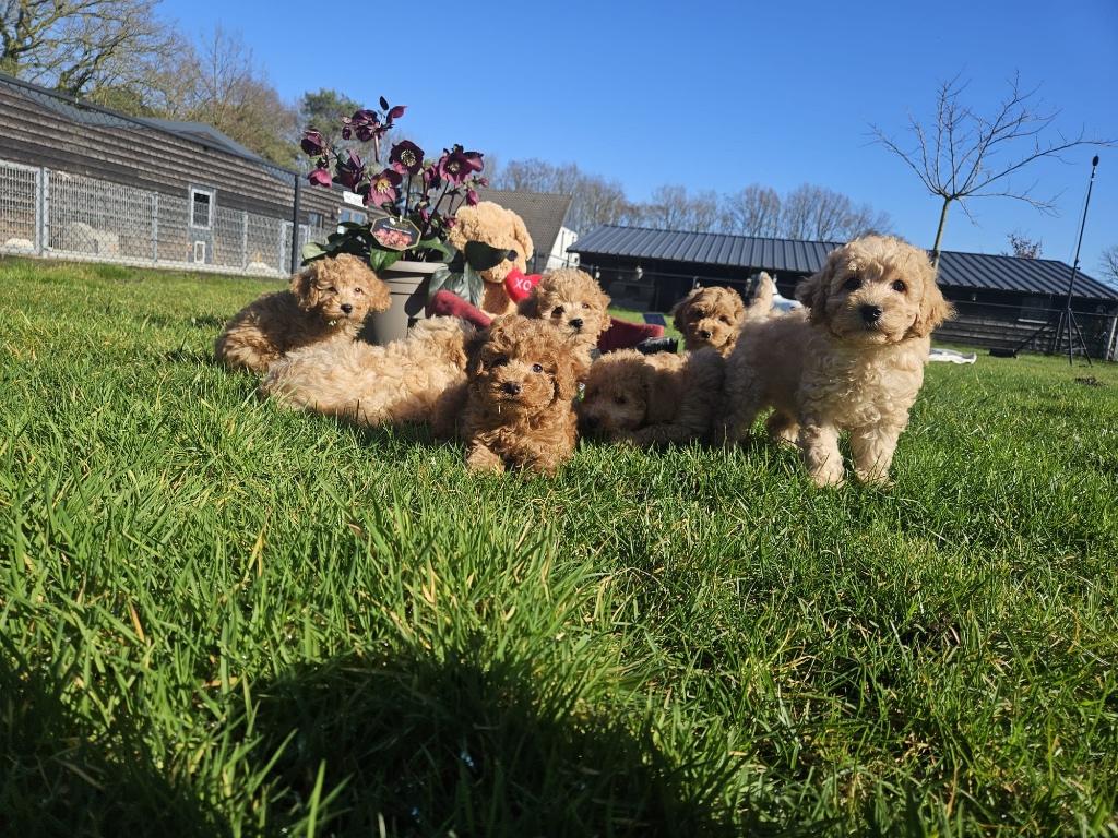 Poedel pups diverse kleuren, Poedel, Nederland, 15 weken tot 1 jaar, Meerdere
