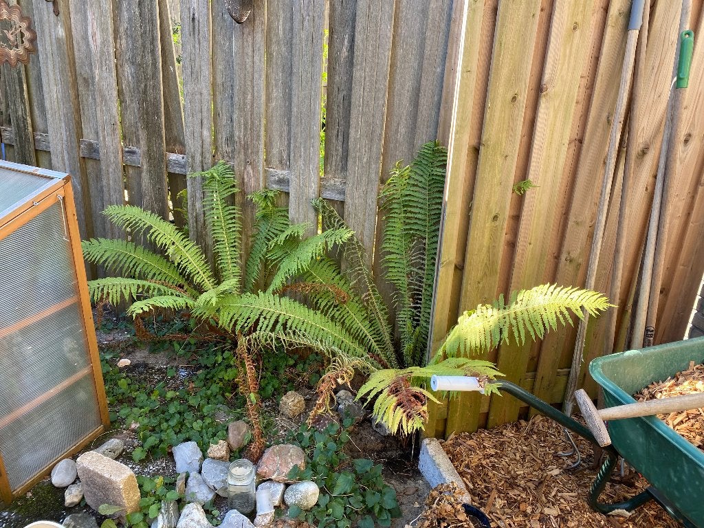 Twee varens uit tuin, Tuin en Terras, Planten | Tuinplanten, Ophalen, Vaste plant, Varens, Bloeit niet