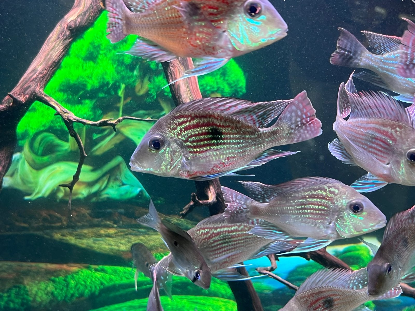 GEZOCHT: Groepje Geophagus Sveni’s, Dieren en Toebehoren, Vis
