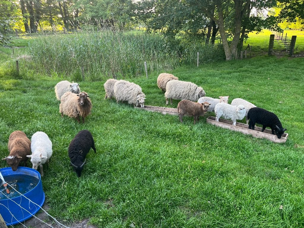 Vier prachtige Ouessant ramlammeren bruin, wit en zwart, Mannelijk, Schaap, 0 tot 2 jaar
