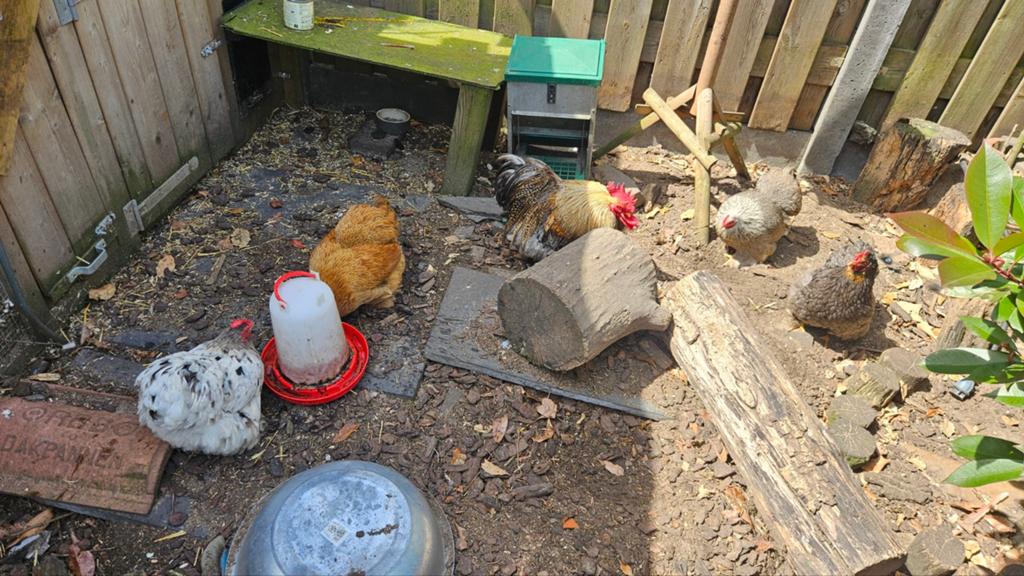 Cochin kriel 4 hennen 1 haan, Dieren en Toebehoren, Pluimvee, Meerdere dieren, Kip