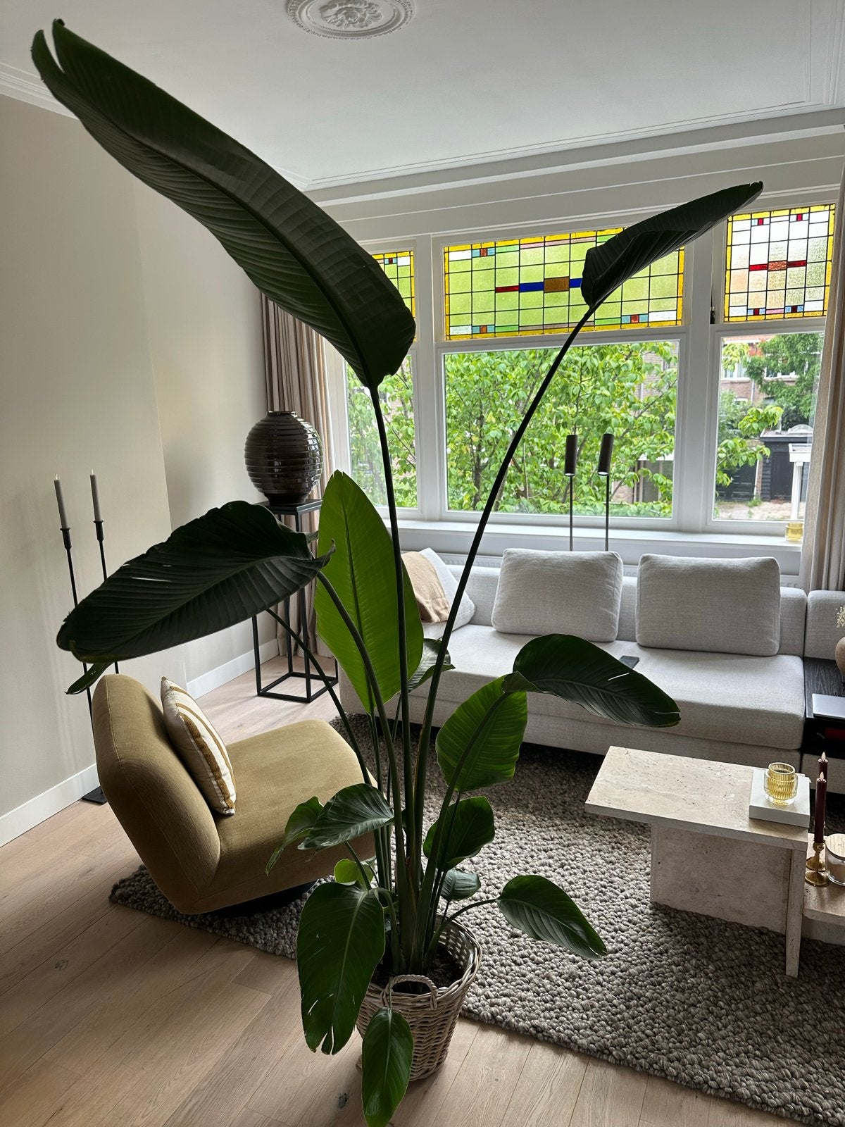 Grote Strelitzia Nicolai - Paradijsvogelplant, Ophalen, 200 cm of meer, Overige soorten, In pot
