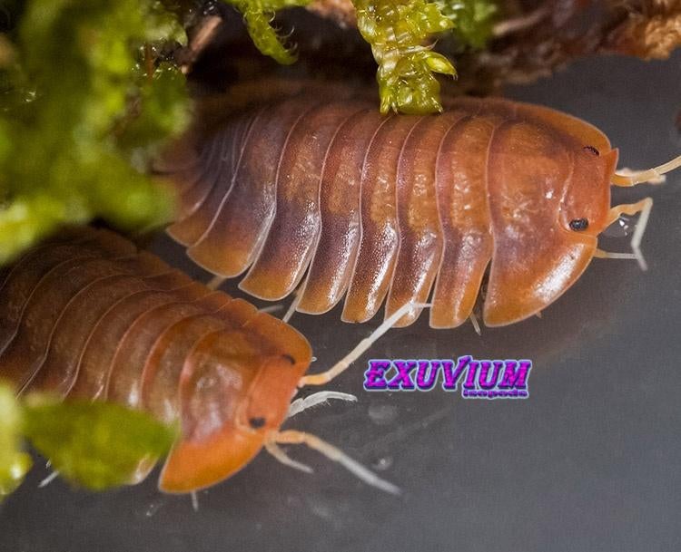 Troglodillo sp. Vex isopods / pissebedden, Overige soorten
