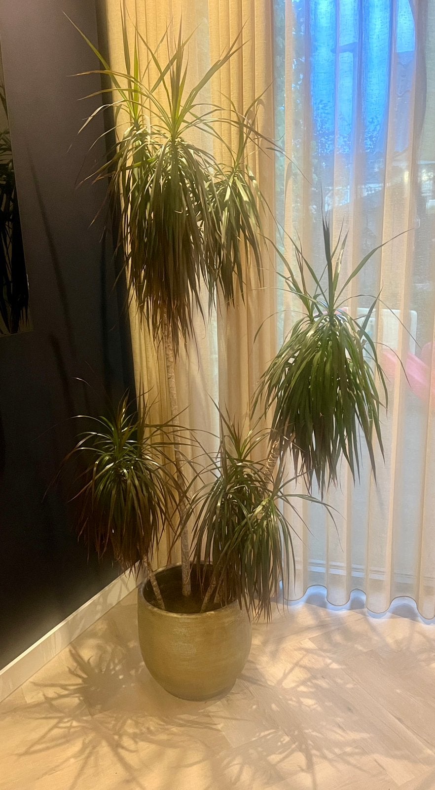 Palmboom ca 175 hoog, Ophalen, Halfschaduw, 150 tot 200 cm