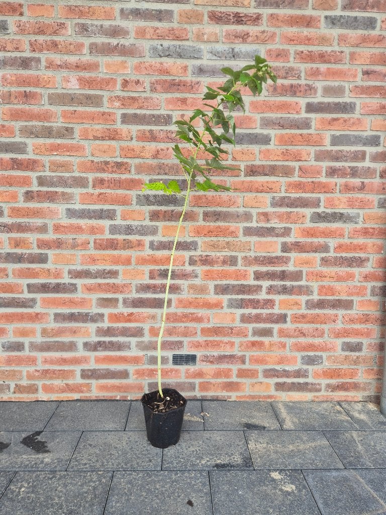 Kleinfruit in diverse soorten! Oa frambozen Japanse wijnbes, Tuin en Terras, Ophalen, Minder dan 100 cm, Lente, Overige soorten