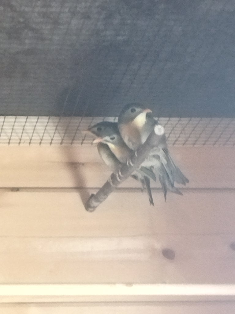 Japanse nachtegalen, Meerdere dieren, Tropenvogel, Geringd