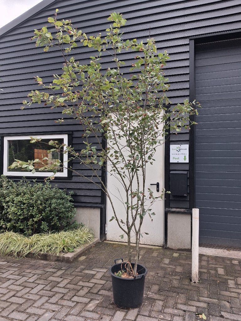 Amelanchier lamarkii / meerstammige krentenboom €95,-, Lente, 100 tot 250 cm, Volle zon, In pot