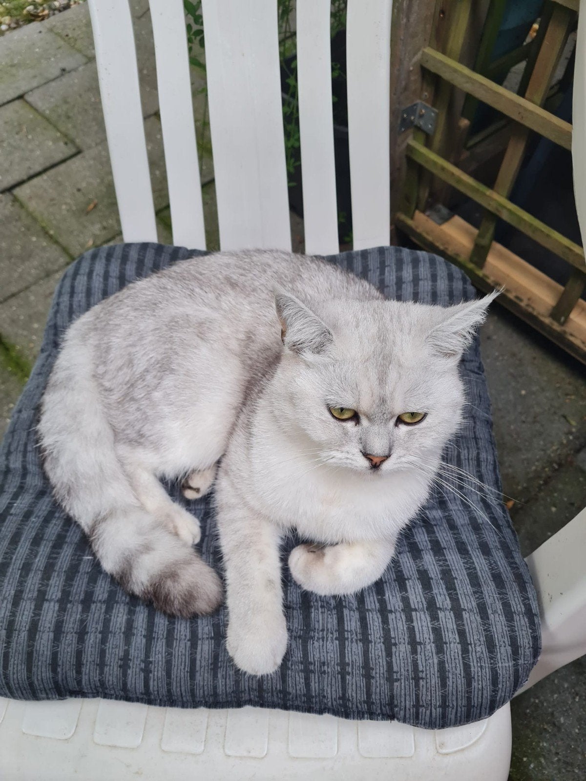britse korthaar kittens te koop, Meerdere dieren