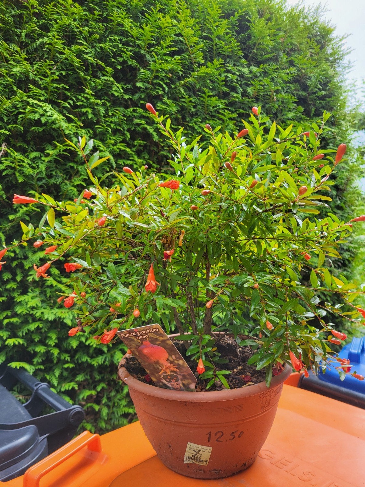 Punica granatum nana, Tuin en Terras, Planten | Struiken en Hagen, Ophalen, Overige soorten, Minder dan 100 cm