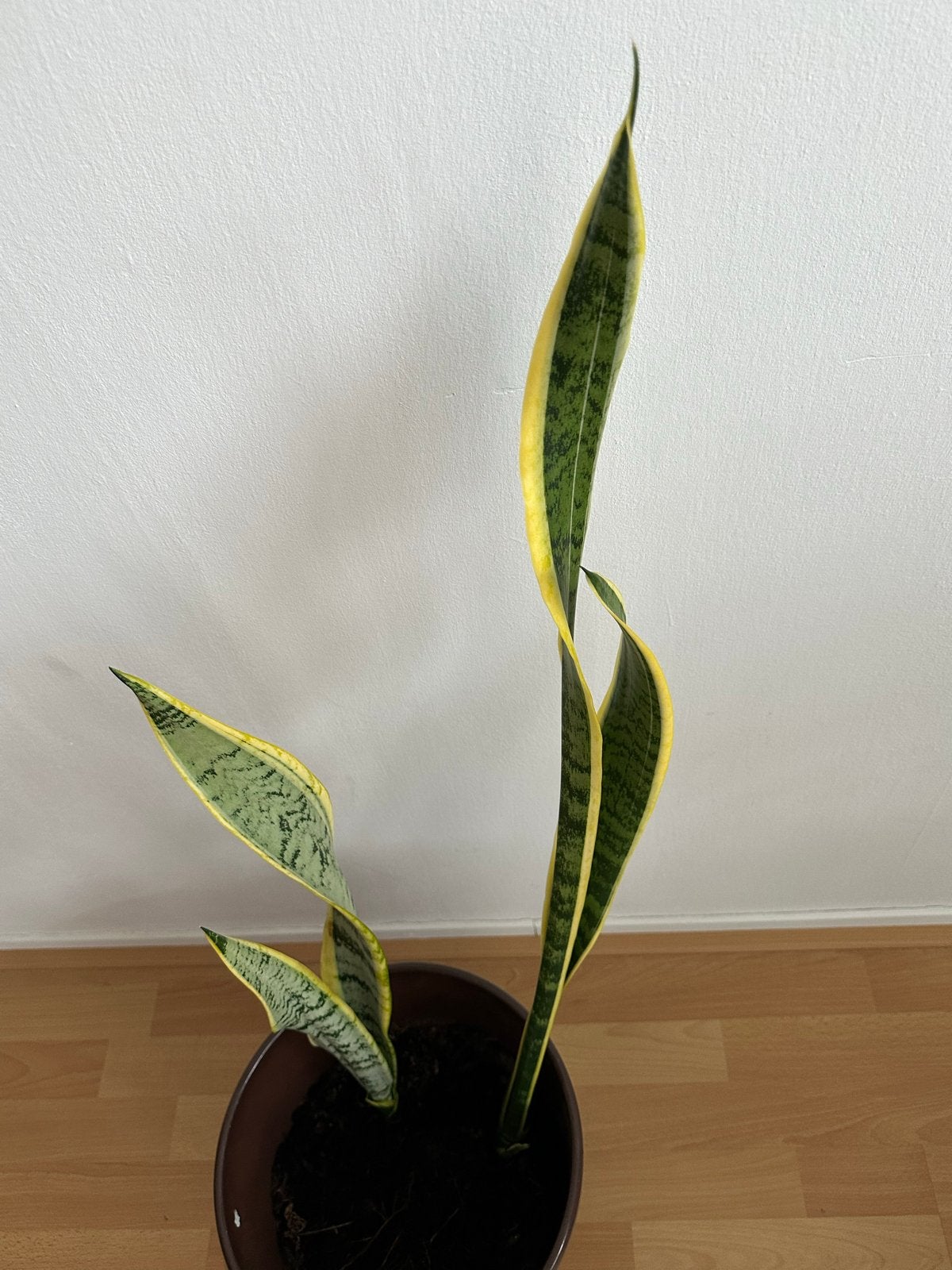 Sansevieria (Vrouwentong) - Makkelijke Kamerplant, Vaste plant, Bloeit niet, Halfschaduw, Ophalen