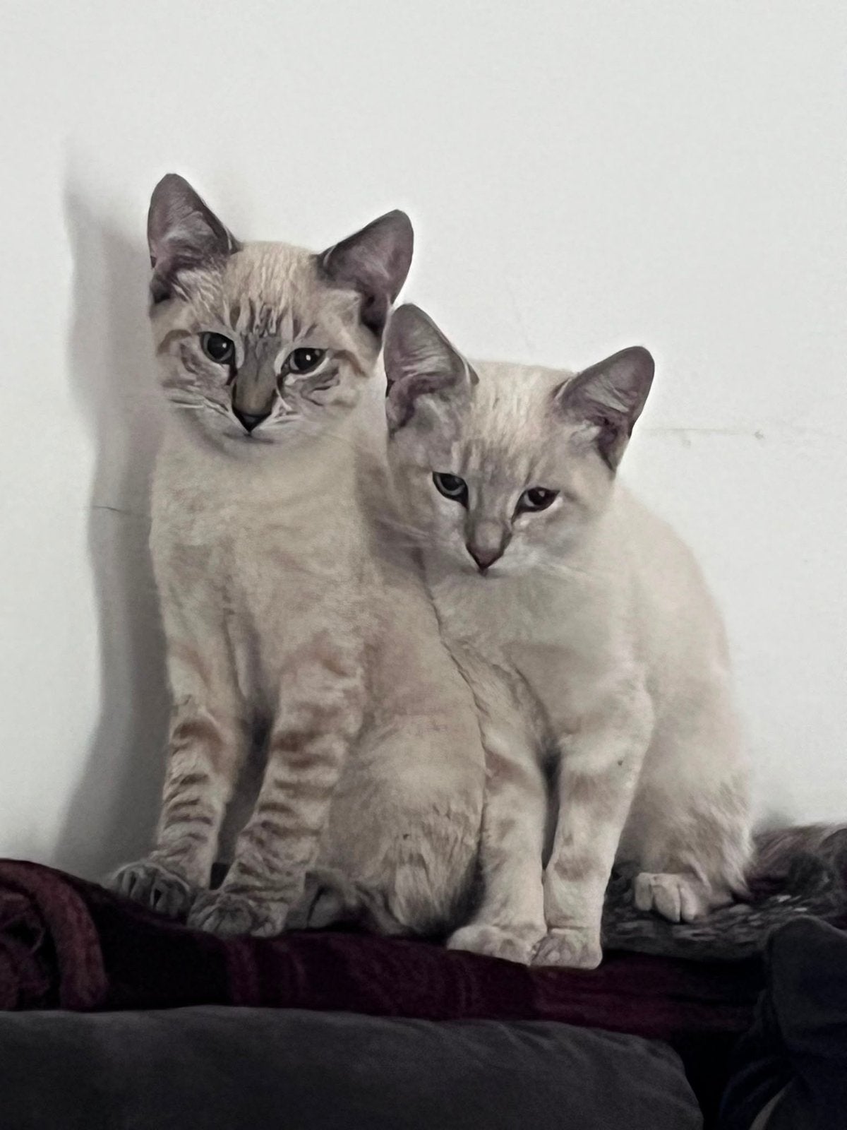 Siamees x maine coon, Dieren en Toebehoren, Meerdere dieren, 0 tot 2 jaar