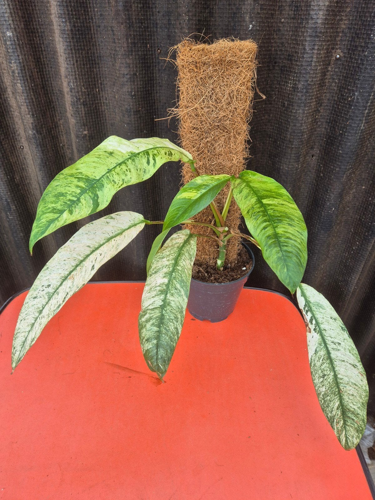 Rhaphidophora Gorilan Variegata p14 (3), Huis en Inrichting, Ophalen of Verzenden, Halfschaduw, Minder dan 100 cm