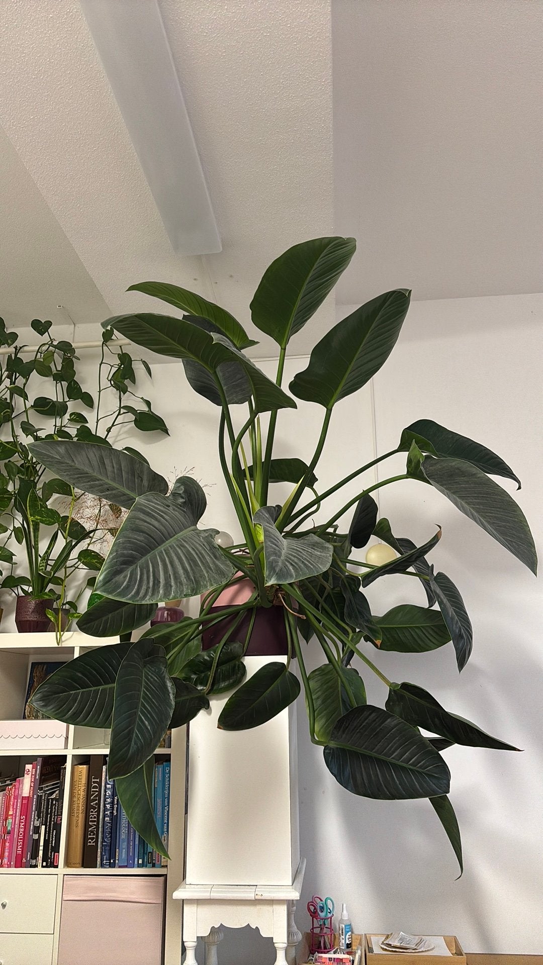 Olifantsoor - Alocasia Macrorrhiza, Huis en Inrichting, Kamerplanten, Ophalen, Halfschaduw, Minder dan 100 cm