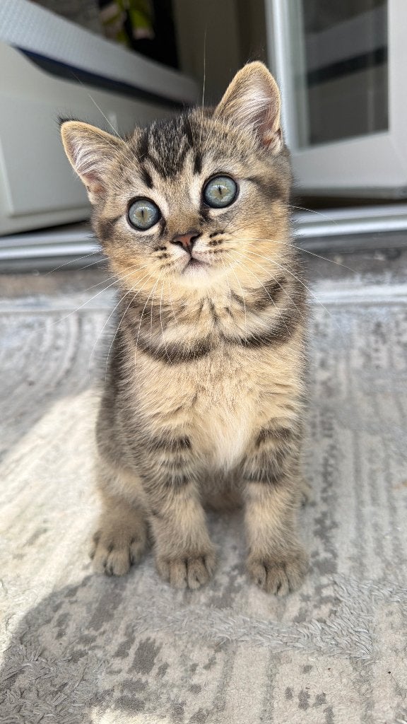 Prachtige Britse Korthaar kater, Kater, Met stamboom, 0 tot 2 jaar