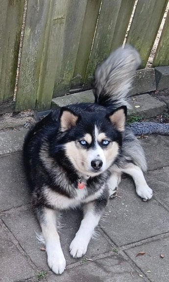 Pomsky zoekt nieuw huisje, Overige rassen, Teef, Eén hond, CDV (hondenziekte)
