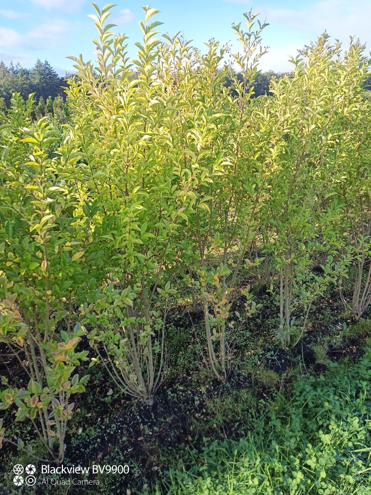ligustrum ovalifolium struiken wintergroen 100 tot 180cm, Ophalen of Verzenden, Liguster, Struik, 100 tot 250 cm
