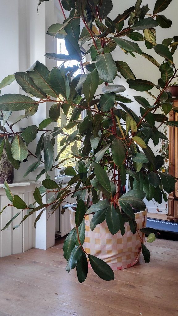 Kamerplant 3 meter ficus velutina, zeldzaam, Ophalen, Ficus, 200 cm of meer, In pot