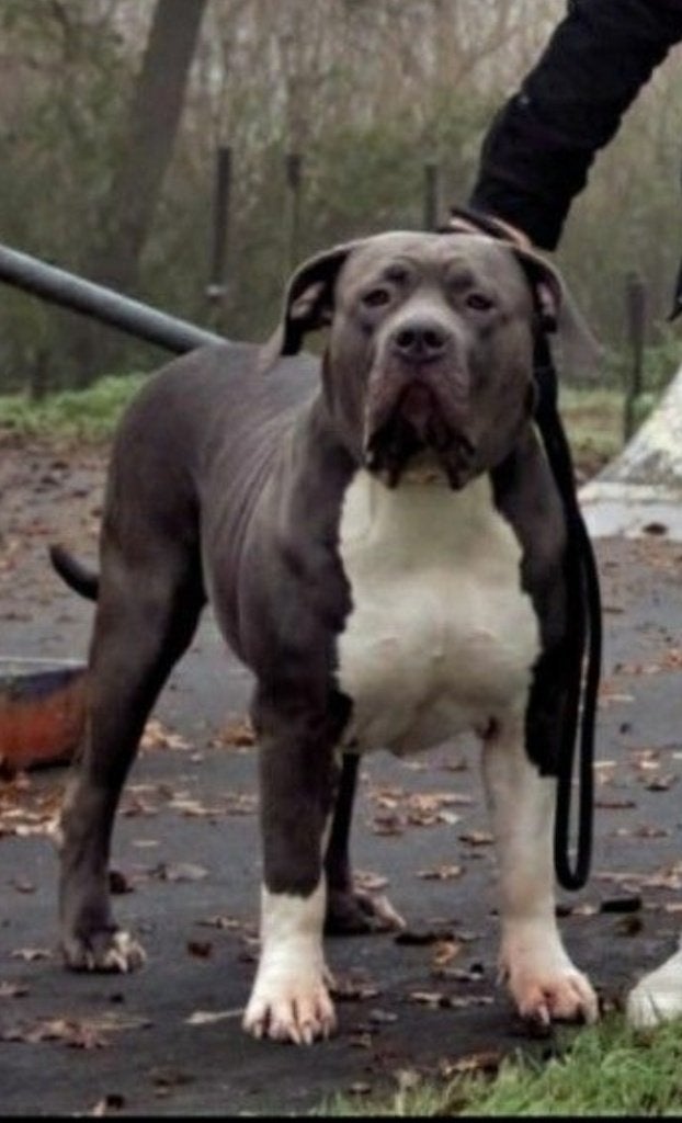 Bully XL Teef 4 Jaar met abkc stamboom, Dieren en Toebehoren, Overige rassen, CDV (hondenziekte), Teef, Eén hond
